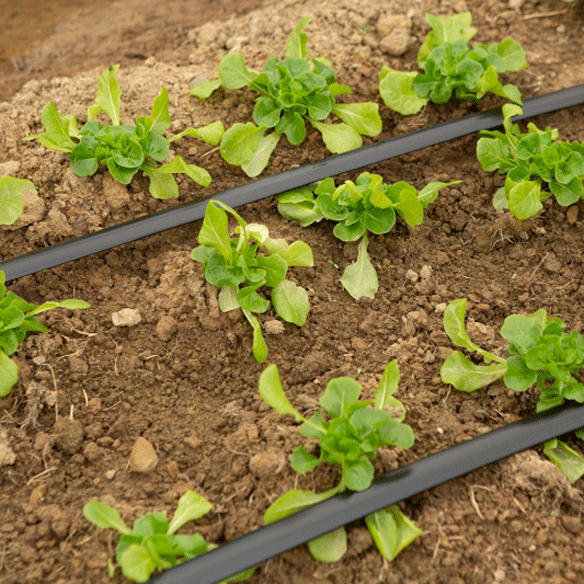 plants growing in field with water irrigation system.