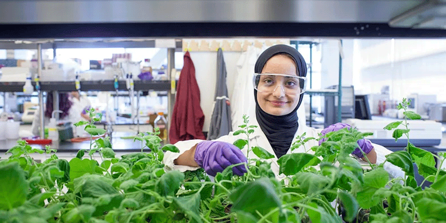 Student overlooking plants being grown in a lab.