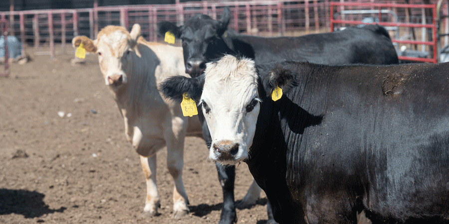 Two cows looking at the camera.