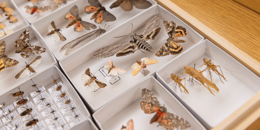 Insect collection cataloged into boxes.