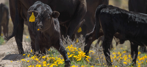 Cattle walking in a field.
