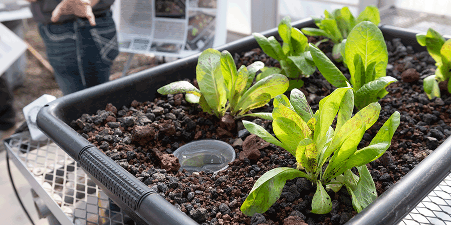 Plants in a greenhouse.