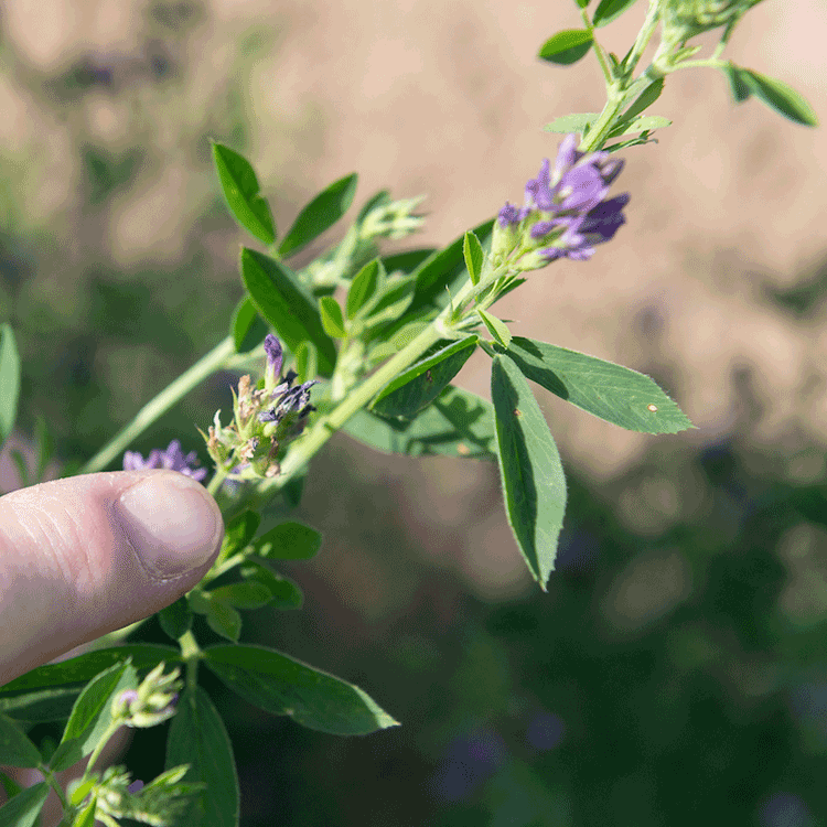 Plants in a greenhouse.