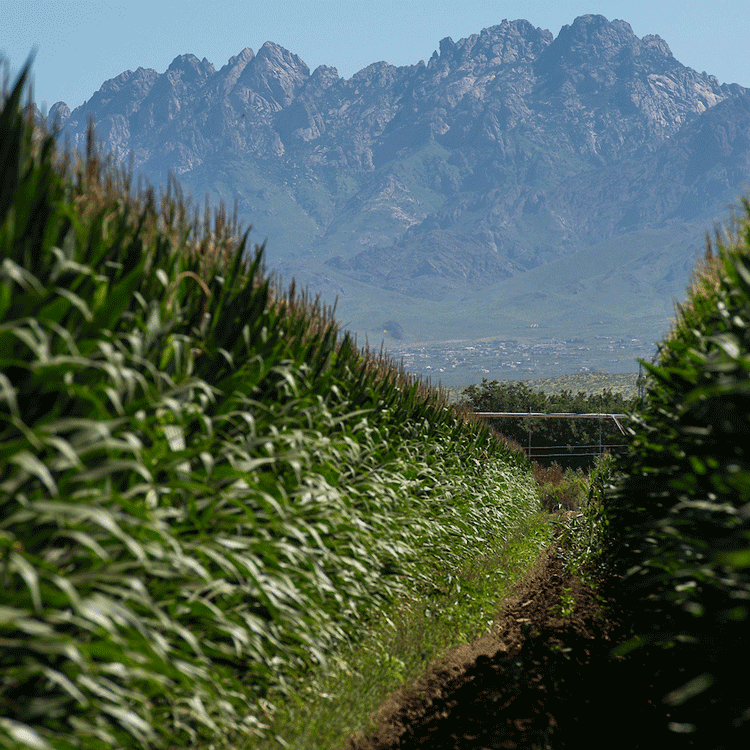 Solar panel at a crop farm.