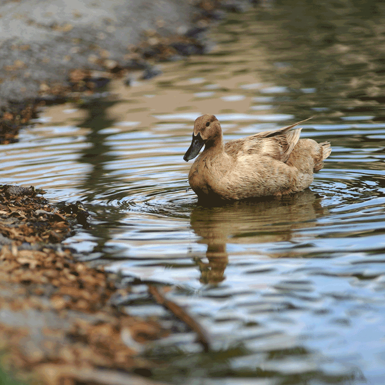 Student testing water in a tank.