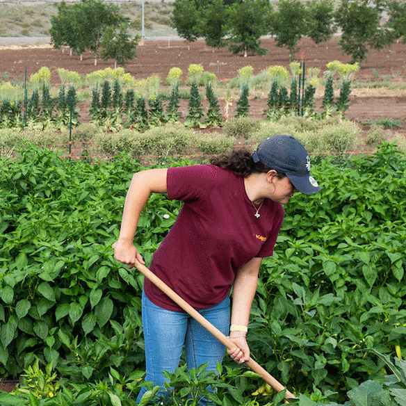 Student with rake doing work on crops.