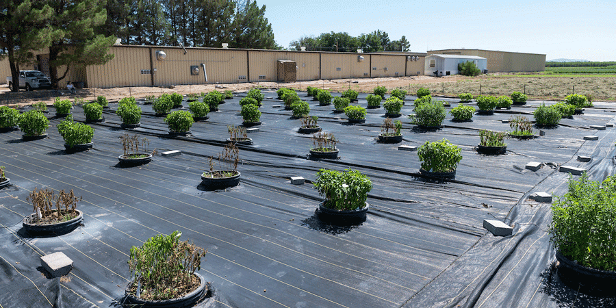 Plants planted in a grid system.