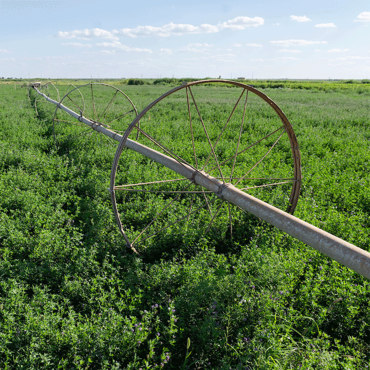 Plants planted in a grid system.