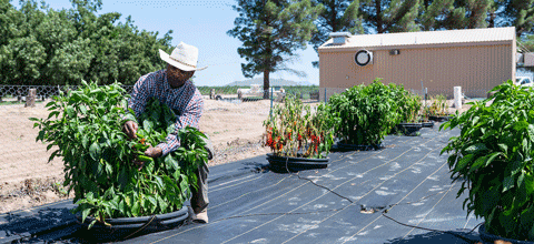 Person attending to plants.