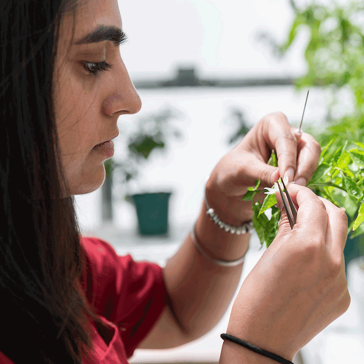 Four students in a lab testing samples.