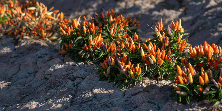 Plants growing in a crop farm.