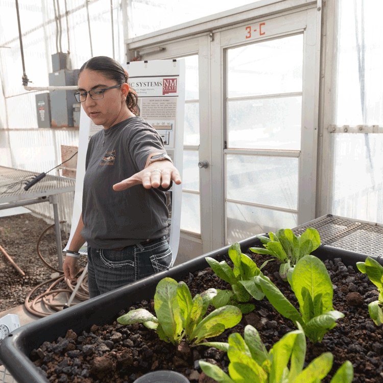 Plants growing in a crop farm.
