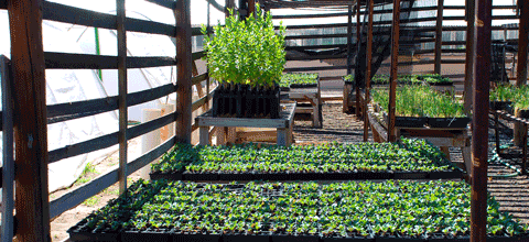Plants being grown in a greenhouse.
