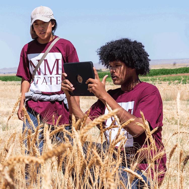 Lake water receding into land. 