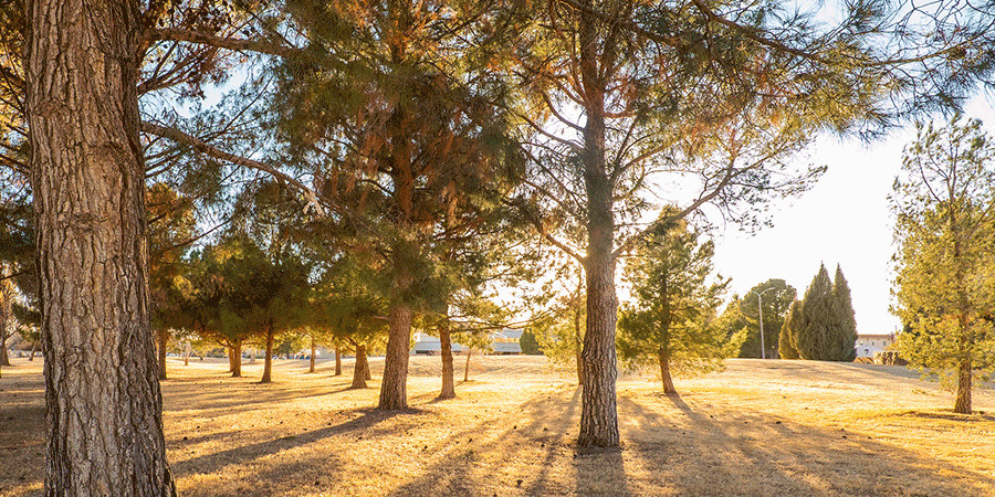 Pine trees with sun rays passing through the trees.