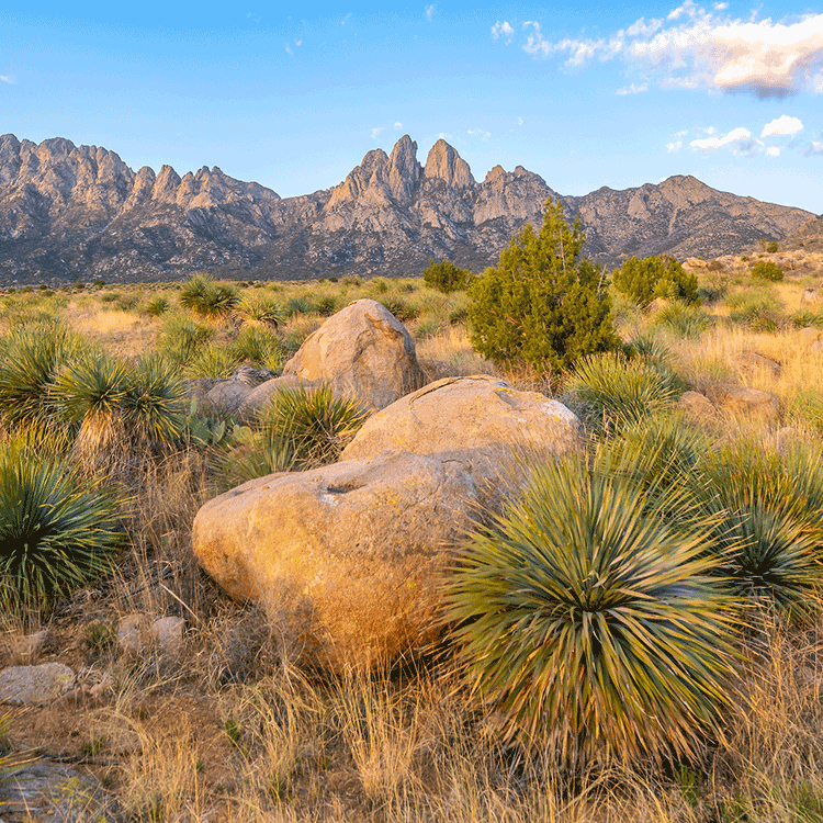 Pine trees with sun rays passing through the trees.