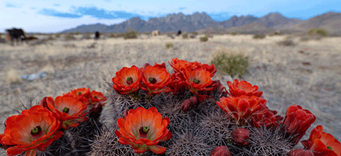 Blooming cactus with bright red flowers in a desert landscape and mountains in the background.